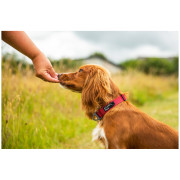 Mountain Paws Extra Tough Dog Collar kutyanyakörv