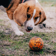 Explorer Dog AirBall Tips 8 cm játékszer kutyáknak