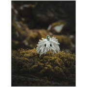 Midnight Lightning Chalktopus ziazsák