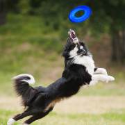 Nerf Dog Translucent TPR Tire Flyer 25 cm játékszer kutyáknak