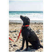 Mountain Paws Waterproof Dog Collar kutyanyakörv