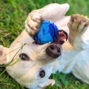 Nerf Dog Set Lightning & Sonic játékszer kutyáknak