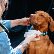Explorer Dog Természetes nedves törlőkendő kutyáknak, 40 db nedves törlő kutyáknak