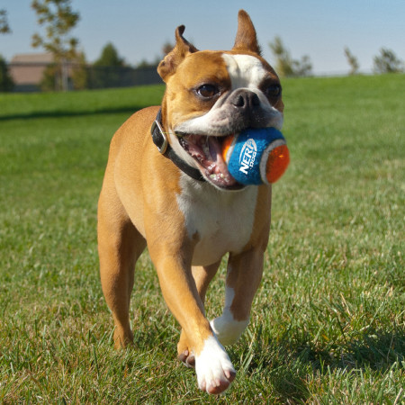 Nerf Dog Small Tennis Balls 3 pcs játékszer kutyáknak