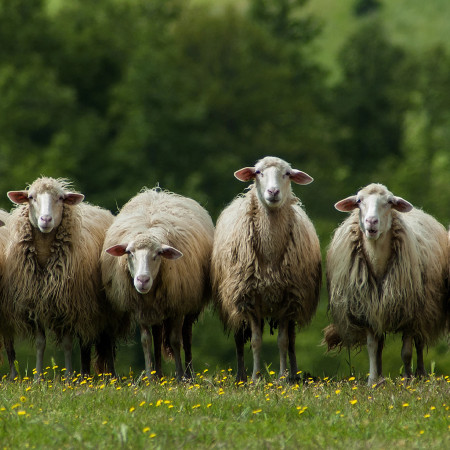 Merinó különkiadás