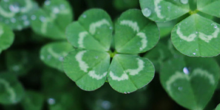 Zöld tizenkettő - 12 kedvezményes termék Szent Patrik napra