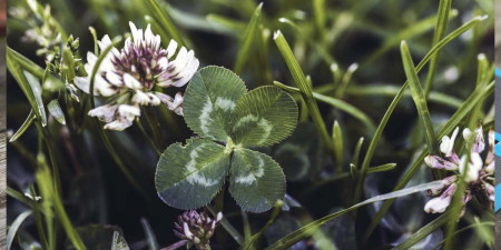 Zöld tizenkettő - speciálisan válogatott termékek extra áron