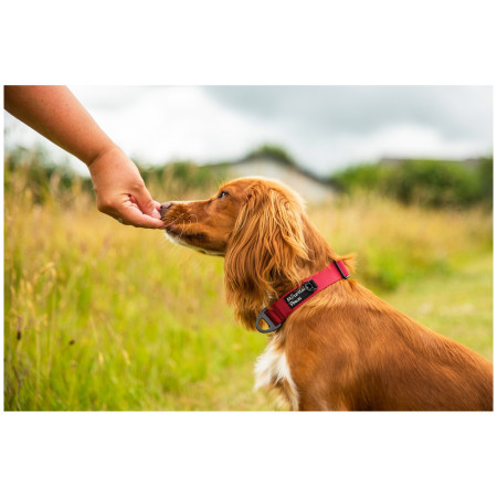 Mountain Paws Extra Tough Dog Collar kutyanyakörv