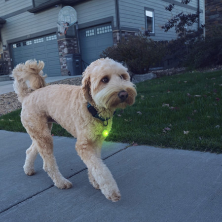 Nite Ize SpotLit Rechargeable Collar Light világító kutyanyakörv