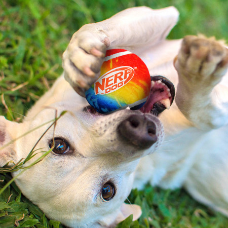Nerf Dog Blaster + Tennis Balls 2 pcs játékszer kutyáknak
