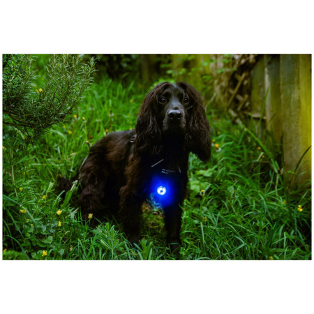 Mountain Paws Dog Safety Light világító kiegészítő kutyára