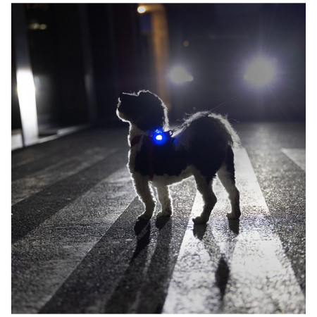 Curli Luumi Safety LED Lights rechargeable világító kiegészítő kutyára