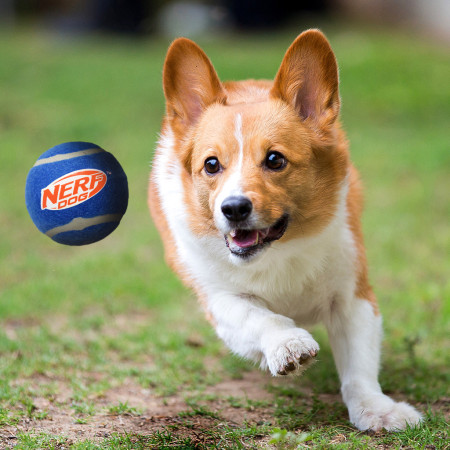Nerf Dog Squeak Tennis Ball 3 pcs játékszer kutyáknak