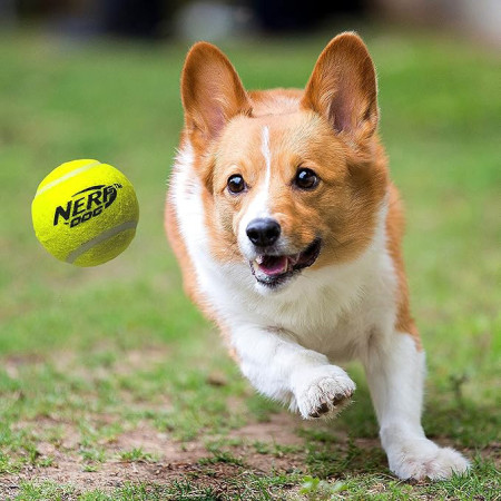 Nerf Dog Blaster + Tennis Balls 3 pcs játékszer kutyáknak