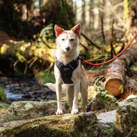 Mountain Paws Dog Harness kutyahám