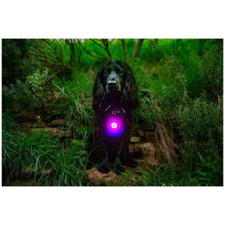 Mountain Paws Dog safety light 2-Pack világító kiegészítő kutyára