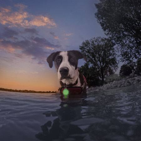 Nite Ize SpotLit® Splash™ világító kiegészítő kutyára