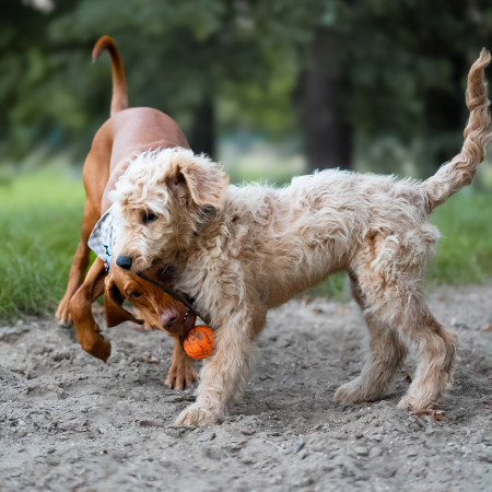 Explorer Dog AirBall 6,5 cm játékszer kutyáknak