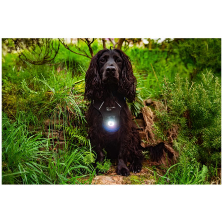 Mountain Paws Dog safety light 2-Pack világító kiegészítő kutyára