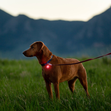 Nite Ize Spotlit Rechargeable Collar Light - Disc-O Tech világító kiegészítő kutyára