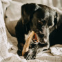 Explorer Dog Antler Chew easy játékszer kutyáknak