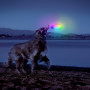 Nite Ize Flashflight® Dog Discuit™ LED Flying Disc játékszer kutyáknak