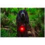 Mountain Paws Dog safety light 2-Pack világító kiegészítő kutyára