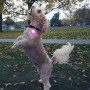 Nite Ize SpotLit Rechargeable Collar Light világító kutyanyakörv