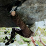 Wild Country Sequence Pant Woman női nadrág