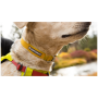 Ruffwear Hi & Light™ Collar kutyanyakörv