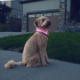 Nite Ize NiteHowl® Rechargeable LED Safety Necklace világító kutyanyakörv