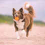 Explorer Dog AirBall Tips 8 cm játékszer kutyáknak